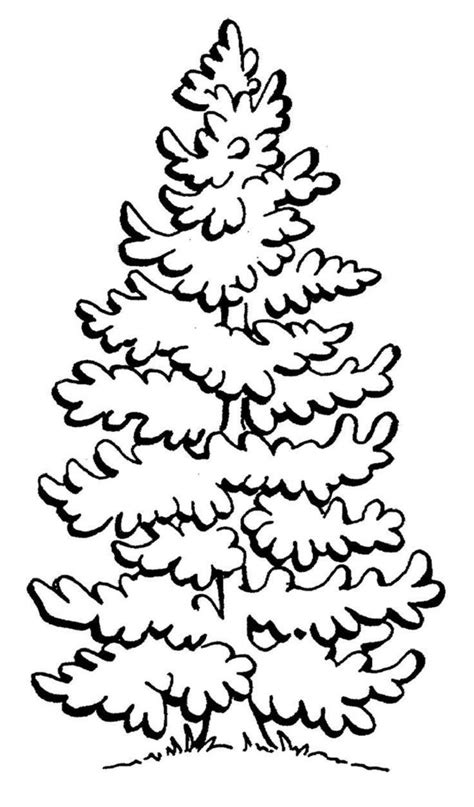 pine tree coloring pages check   httpcoloringareascom