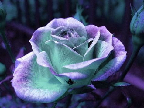 Purple Teal Roses In The Garden Pinterest Roses