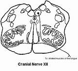 Cranial Nerves Nerve Anonymous Wustl Neuromuscular Edu sketch template