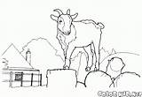 Cabra Gigante Bode Capra Kozy Cabras Pecore Capre Colorkid Ovejas Ziege Riesen Goats Caminata Schafe Ziegen Caprinos Ovinos Owce Kolorowanka sketch template