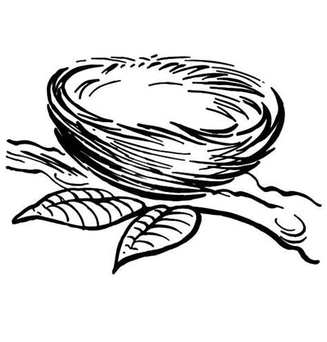 bird nest   branch coloring pages  place  color