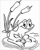 Coloring Frogs Pages Kids Children Color sketch template