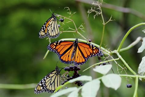 difference   monarch  viceroy butterfly sciencing