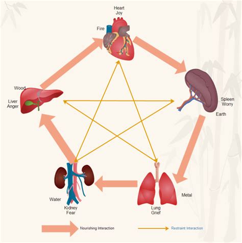 diagrammi sulla medicina tradizionale cinese edraw