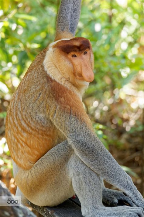 ide populer male monkey