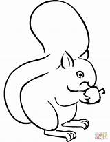 Squirrel Coloring Cartoon Pages Squirrels Acorn Drawing Eating Outline Cute Printable Baby Colouring Colour sketch template