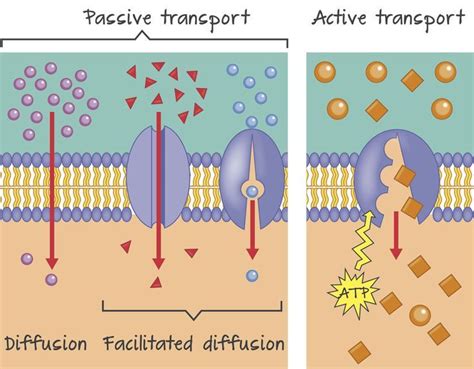 active  passive transport active transport biology passive