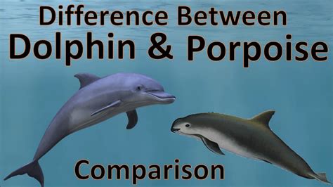 Difference Between Dolphins And Porpoise Dolphin Vs