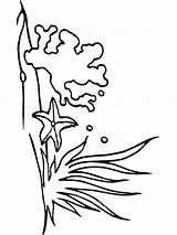 Seaweed Seetang Mycoloring Nature Ausdrucken Kostenlos sketch template