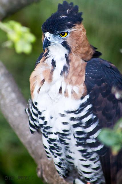 ornate hawk eagle flickr photo sharing