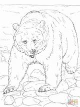 Bear Coloring Grizzly Pages Printable Supercoloring Patterns Sheets Adult Colouring sketch template
