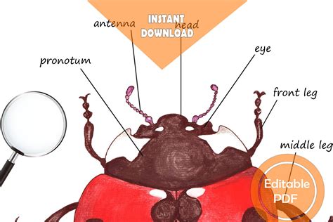 ladybug unit study mega printable ladybug bundle anatomy etsy