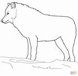 Wolf Lupo Arctic Colorare Disegno Artico Lupi Siluetas Scegli Bacheca sketch template
