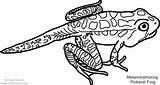 Coloring Pickerel Amphibian Reptile Metamorphosing sketch template