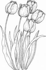 Coloring Realistic Tulip Pages Drawing Tulips Lule Store Flower Painting sketch template