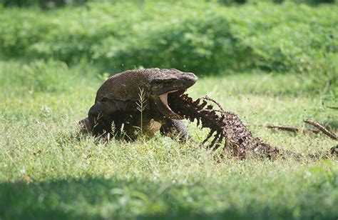 Naga Komodo Kadal Raksasa Terbesar Di Dunia Negeri Subur