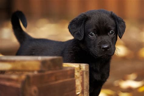 black puppy pictures   images  facebook tumblr pinterest  twitter