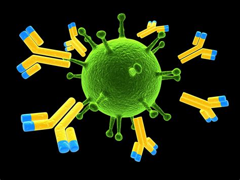 antigen antibody complex interactive biology  leslie samuel