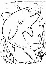 Hai Malvorlage Malvorlagen Haie Malen Tiere Wasser Wale Unterwasserwelt sketch template