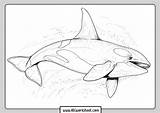 Whale Orca Abcworksheet Marked Fields sketch template