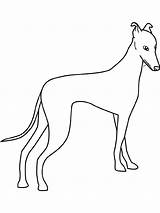 Coloring Pages Greyhound Dog Dogs Whippet Printable Kids Color Printables Colouring Galgo Bing Sketch Getcolorings Pic Sheets Online Greyhounds Pattern sketch template