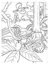 Coloring Pages Migratory Bird Nationalzoo Si Edu Book sketch template