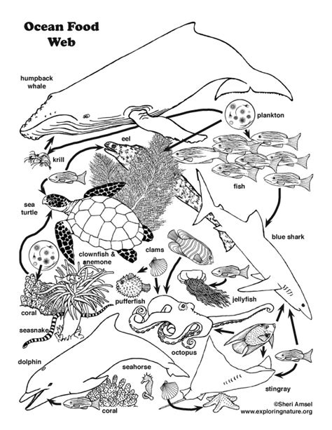 ocean food web coloring nature