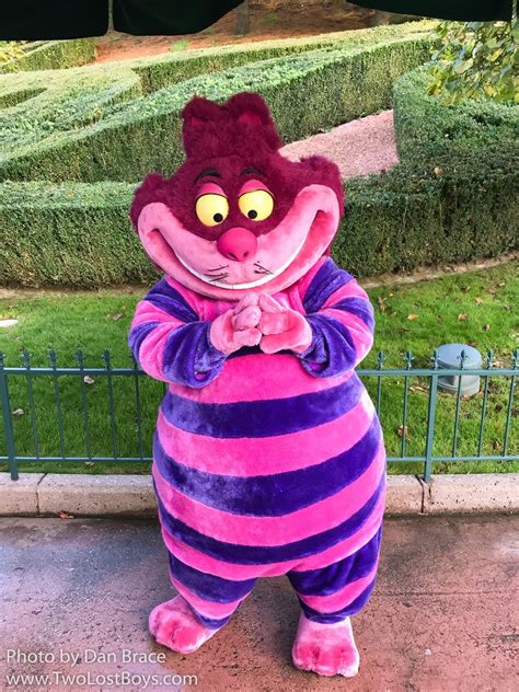 cheshire cat  disney character central cheshire cat disney disney cats disney cosplay
