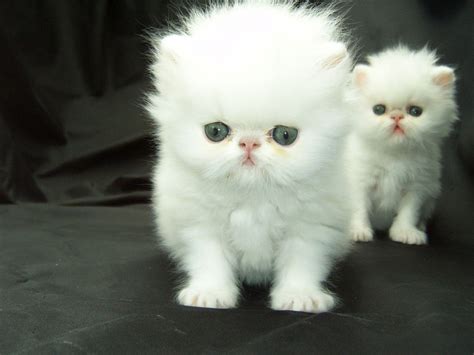 guidance   care  persian teacup kittens cicats persian kittens white persian