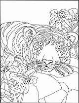 Lily Coloring Pages Tiger Printable Lilies Getcolorings Color sketch template