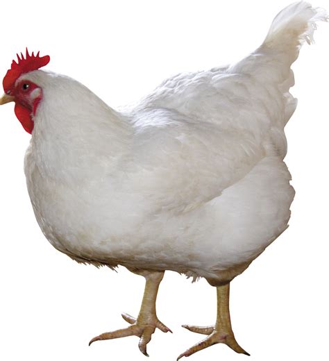 ngorok  ayam broiler majalah infovet  majalah peternakan  kesehatan hewan