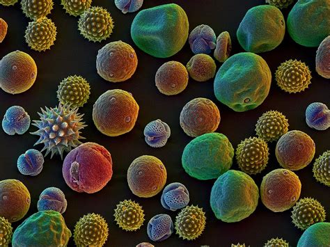 assortment  pollen grains bild kaufen  science photo library