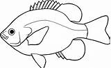 Fish Clipart Drawing Outline Drawings Line Simple Pic Clip Freshwater Cliparts Jpeg Water Bass Cartoon Easy Key Sketch Bc Pencil sketch template