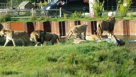 leeuwen safaripark beekse bergen bergen leeuwen