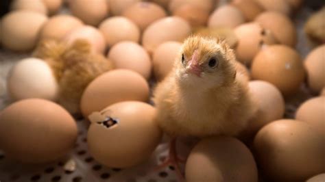 france to ban culling of unwanted male chicks by end of
