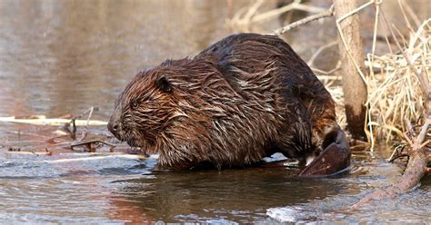 feds cut  beaver killing program