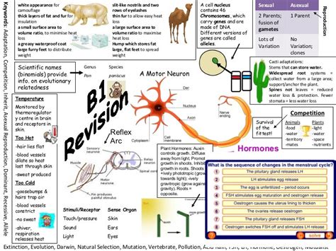 biology  revision aqa
