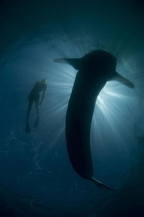 de beste plekken om te zwemmen en te duiken met walvishaaien sexiezpicz web porn