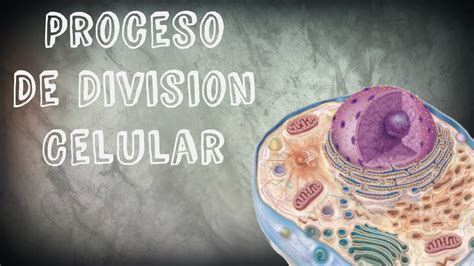 Proceso De División Celular Mitosis Y Meiosis Youtube