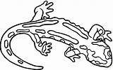 Salamandra Salamander Colorare Ausmalbild Disegni Ausdrucken sketch template