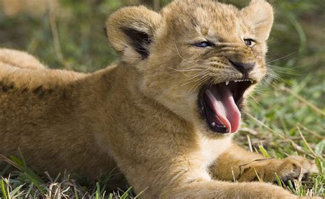 lion cub roar  hd animals