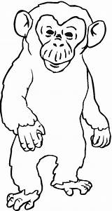 Chimpanzee Schimpanse Ausmalbild Gorilla Ausmalbilder Zorniger Kategorien Coloringhome sketch template