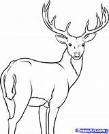 Deer Drawing Coloring Choose Board Printable Tailed sketch template