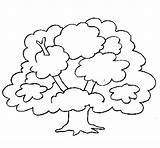 Tree Coloring Coloringcrew sketch template