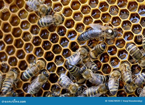 bijen binnen een bijenkorf met de bijenkoningin  het midden stock afbeelding image