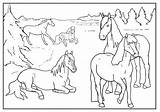 Paarden Weebly Manege Kleurplaten sketch template