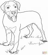 Rottweiler Coloring Pages Puppy Dog Puppies Printable Lab Cute Drawing Pinscher Miniature Kids Cartoon Print Color Supercoloring Retriever Golden Dogs sketch template
