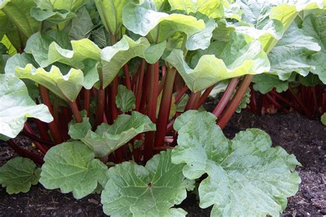 rhubarb description plant leaves  facts britannica