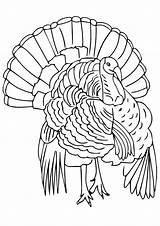 Turkey Coloring Wild Pages Drawing Line Outline Turkeys Thanksgiving Printable Florida Color King Drawings Hunting Body Kids Paintingvalley Parentune Popular sketch template