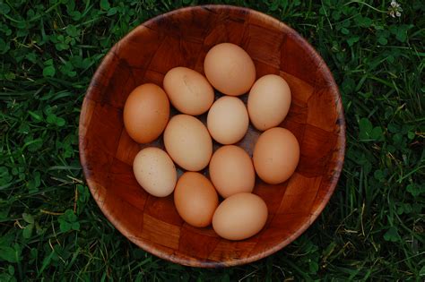pastured eggs replace shampoo  bare sprout